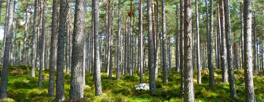 7 jautājumi par to, kāpēc tiek izcirsti un no jauna stādīti meži