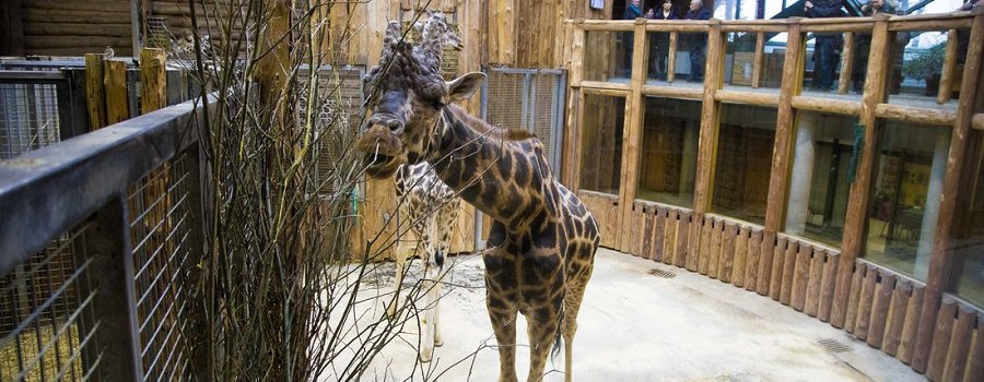 Экспозицию Африканская саванна в Рижском зоопарке построят до столетия Латвии