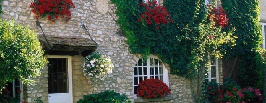 ДЕЛАЙ САМ: Oзеленение стен на даче  - цветы и растения