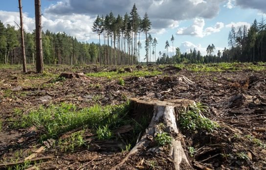Baltkrievijas pierobežā veikti mežistrādes darbi 19 kilometru garumā