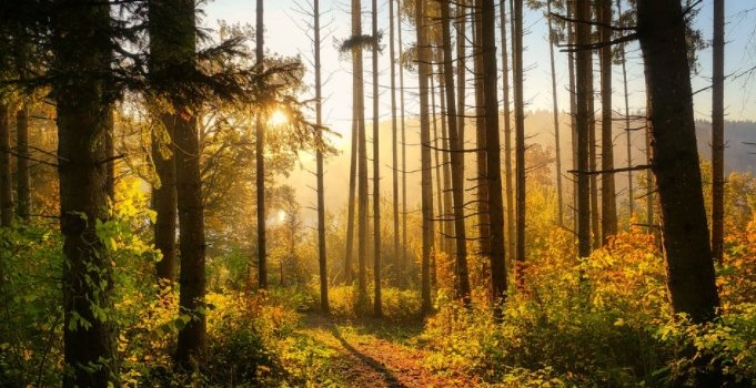 Olaines novadā sāks Mežezera dienvidu krasta pastaigu takas labiekārtošanas darbus