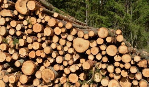 Latvijas finieris rīko semināru par koka būvniecību