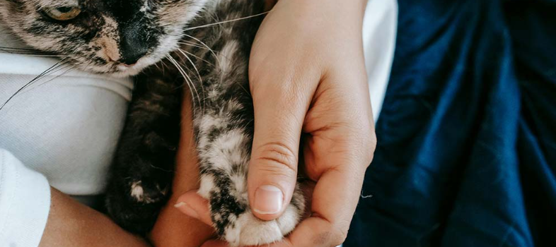 Daugavpilī izraugās vietu dzīvnieku kapsētai